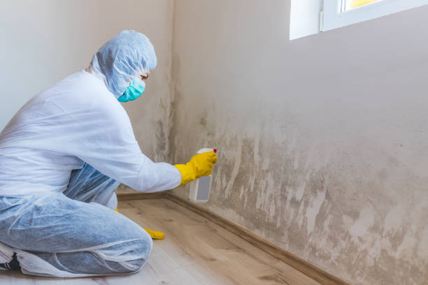 Licensed Mold Remediation service in Williamsburg, PA - WQB Mold Removal